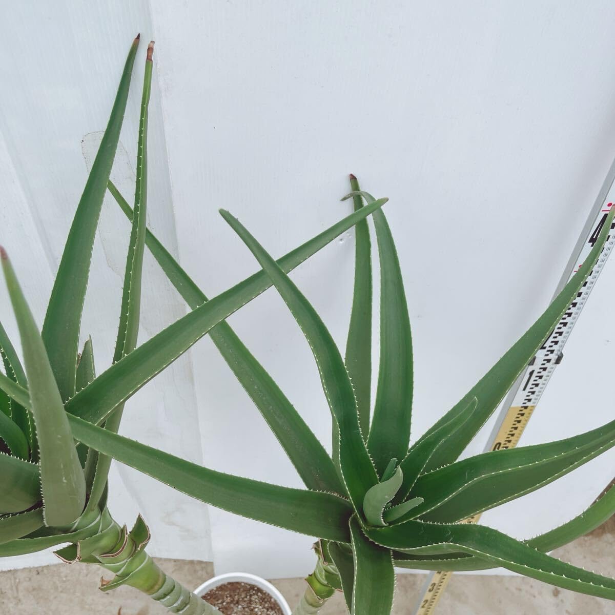 アロエ　メデューサ imgrc0114468082.jpg